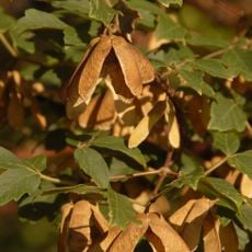 Arboretum de Tournay