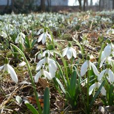 Sedlnické sněženky