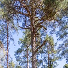 2004016(W-id) En åldrig tall