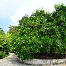 Friendship Tree