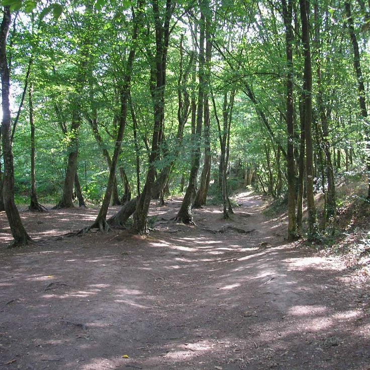 Wald von Brocéliande