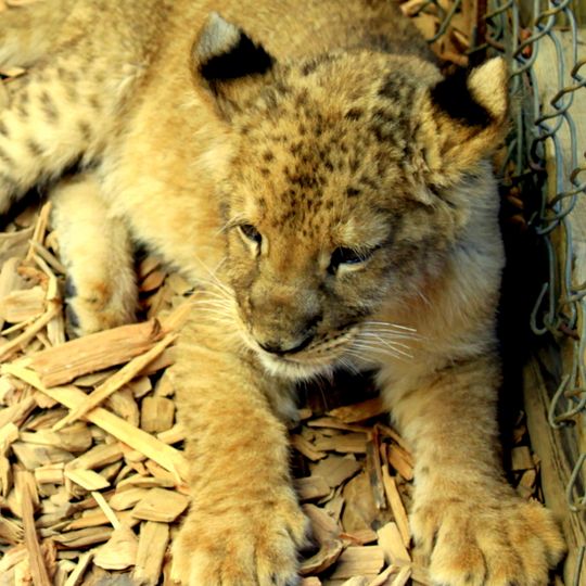 West Coast Game Park Safari