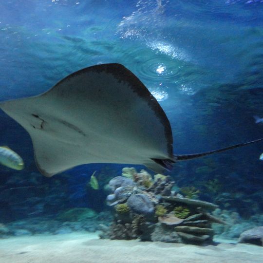 TurkuaZoo w Stambule