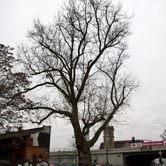 Silber-Weide Alt-Stralau 42-43