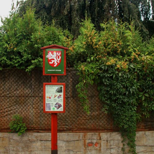 Buk převiský v Krnově