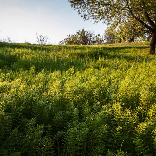 Equisetum Telmateia Botanic Monument