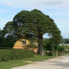 Arbimäe pine