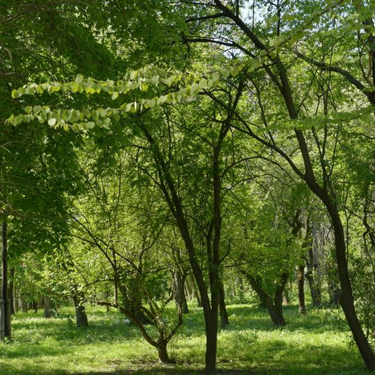 Сидоруків парк