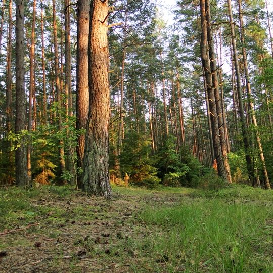 Puszcza Piska Forest