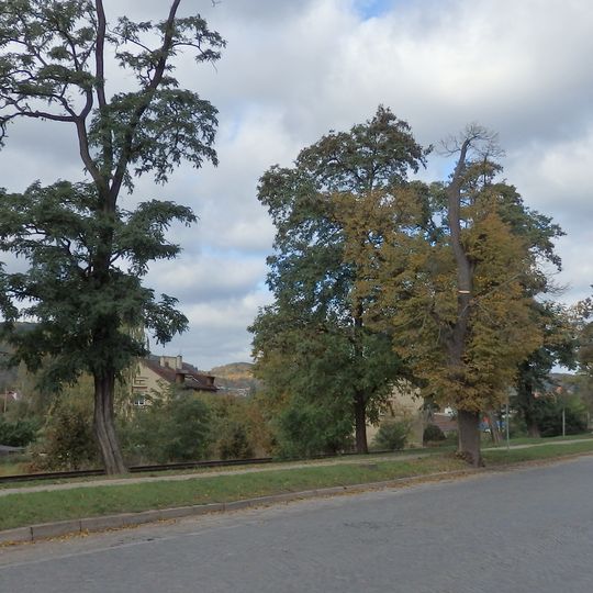 Lipové stromořadí v Tišnově