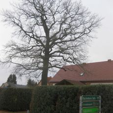 Stieleiche Guteborner Straße 1 Grünewald