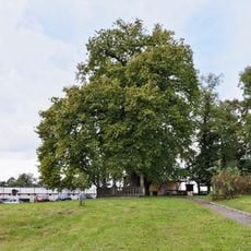 Corylus colurna in Klášter Hradiště nad Jizerou