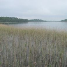 Feisnecksee