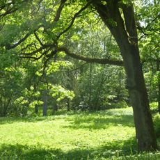 Парк (лиственничная роща), 12 га (Торосово)