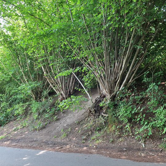 Kopfbäume am Alten Hellweg