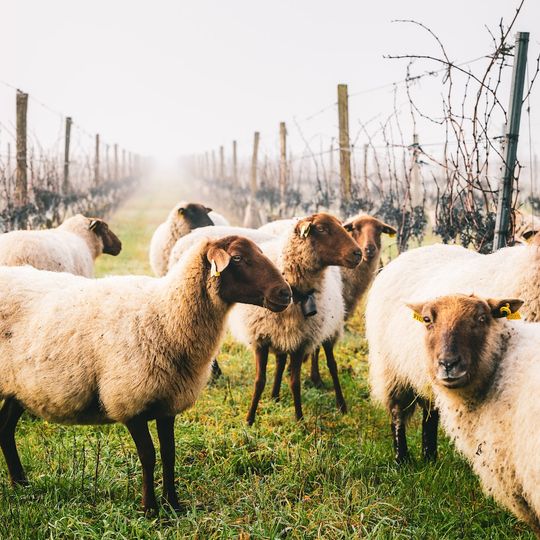 Vignoble Mage Et Fils