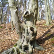 Rezerwat przyrody Buczyna Łagowska