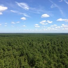 Atlantic coastal pine barrens