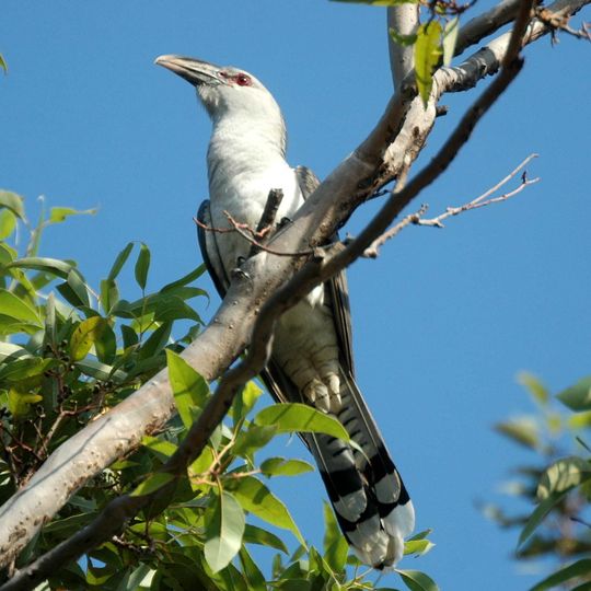 Parc national White Mountains