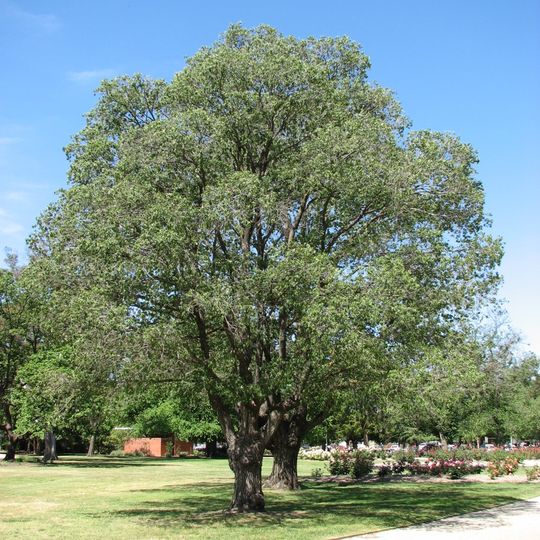 Jardín Botánico de Benalla