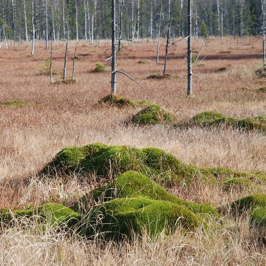 Nature reserve Torfowisko pod Zieleńcem