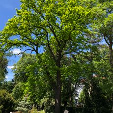 Stiel-Eiche Dreifaltigkeitsfriedhof