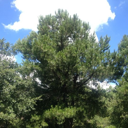 Malpaís de Nealtican