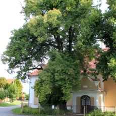 Lípa v Hořátvi (Broučků)