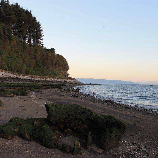 Bosque fósil de Punta Pelluco