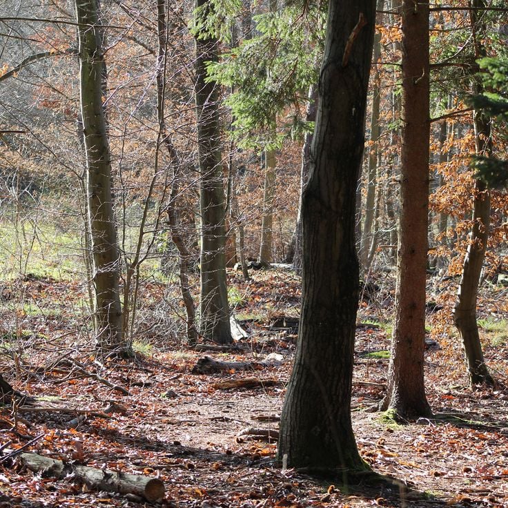 Sénart Forest