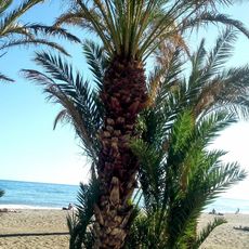 Playa de los Álamos