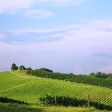 Daruvarski Vinogradi