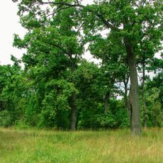 Rozvylka Protected Tract
