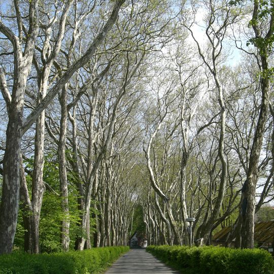 Platanová alej u pivovaru v Protivíně