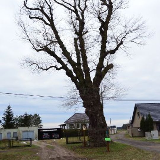Naturdenkmal Schwarzpappel an der Wesendorfer Straße ca. 2,4 km südöstl. Altlüdersdorf, 600 m N Rieckesthal in Wesendorf