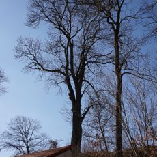 Jasan v Mnichovicích