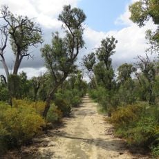 Banksia walk trail, the Spectacles Wetlands