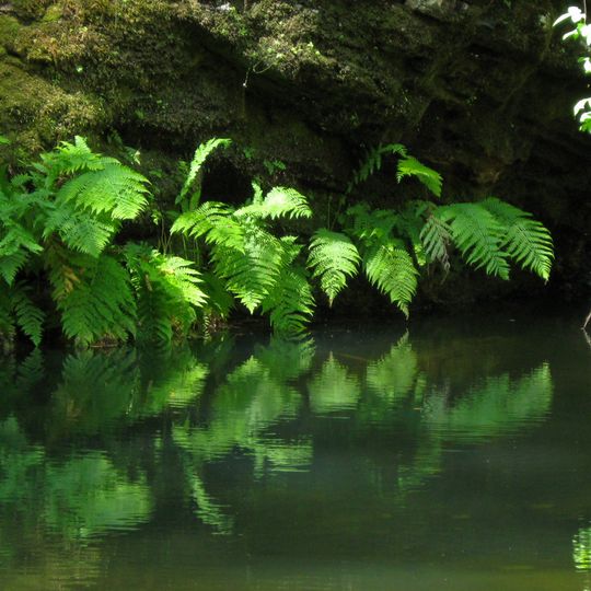 Parc d'État de Portola Redwoods