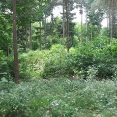 Grafheuvels in Wageningen