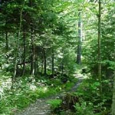 Gaudineer Scenic Area