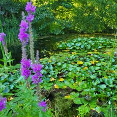 Botanischer Garten für Arznei- und Gewürzpflanzen Oberholz