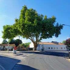 Árvore isolada em Largo da Cruz do Regato