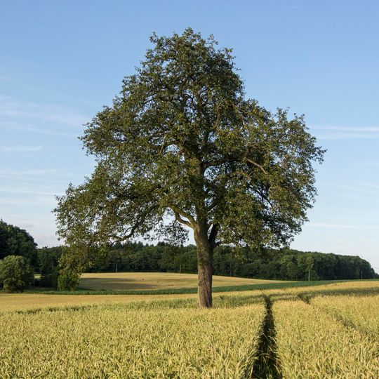 Birnbaum im Gewann Schulzenfeld