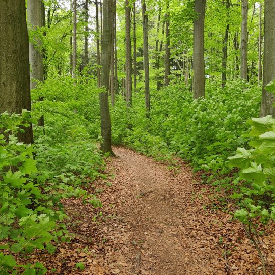 Naturnahe Waldzelle Abt.11 Hospitalwald