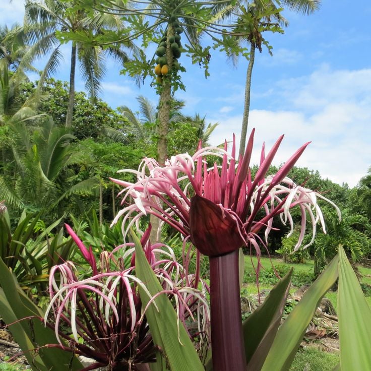 Parco Statale di Wai'anapanapa