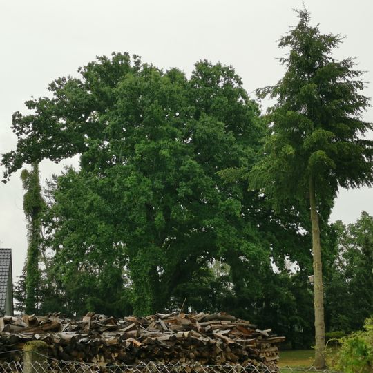 Naturdenkmal Stieleiche