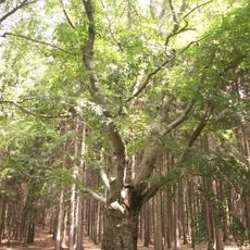 Žižkův buk v Malčíně