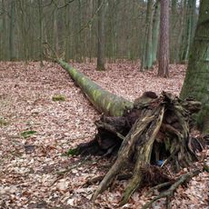 Nature reserve Buczyna