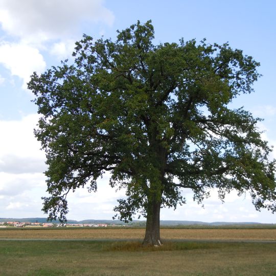 Eiche am Mühlweg