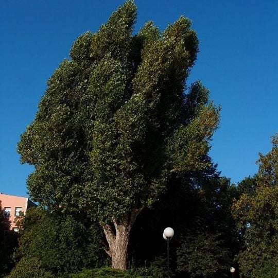 Topola czarna 'Plantierensis' z Parku Matejki w Łodzi